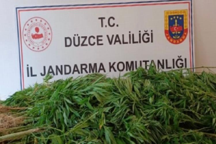 düzcede jandarmadan uyuşturucu operasyonu