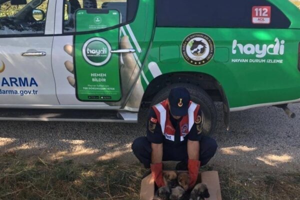 Edirne Jandarma Ekibi Terk Edilmiş 5 Yavru Köpeği Kurtardı
