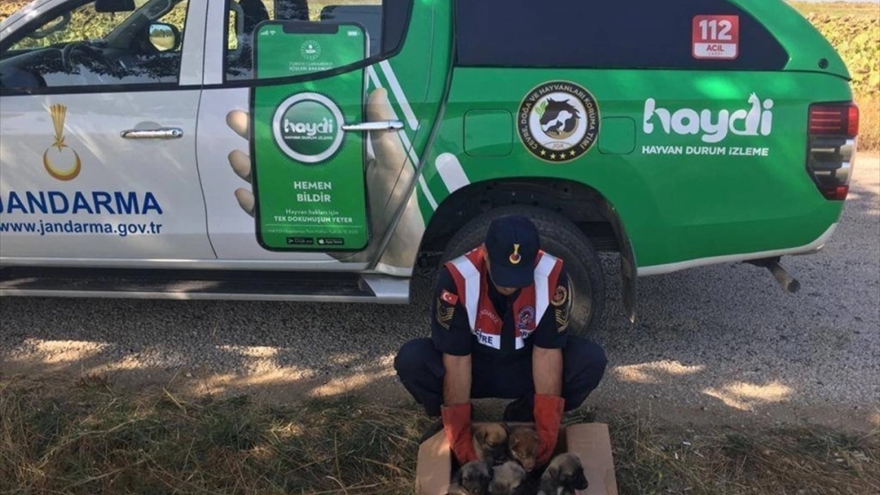 edirne jandarma ekibi terk edilmiş 5 yavru köpeği kurtardı