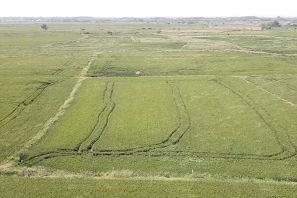 Edirne’de Kuraklık Çeltik Rekoltesini Düşürdü