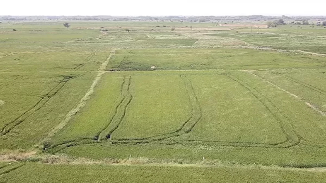 edirnede kuraklık Çeltik rekoltesini düşürdü