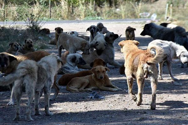 Edirne’de Saldırgan Köpeklerin Toplanması İçin Çalışma Başlatıldı