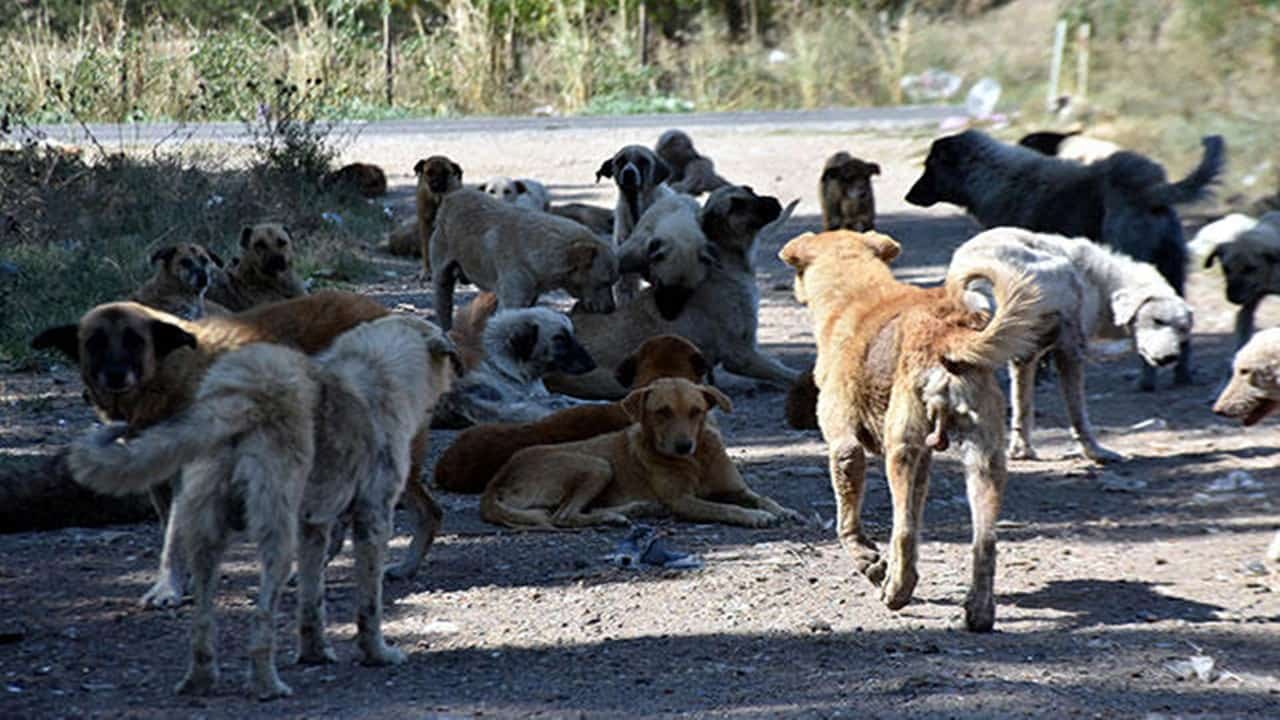 edirnede saldırgan köpeklerin toplanması İçin Çalışma başlatıldı
