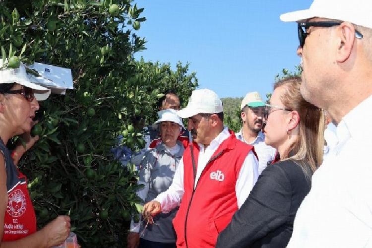 ege ihracatçıları iyi tarım uyguamalarını muğlada sürdürdü
