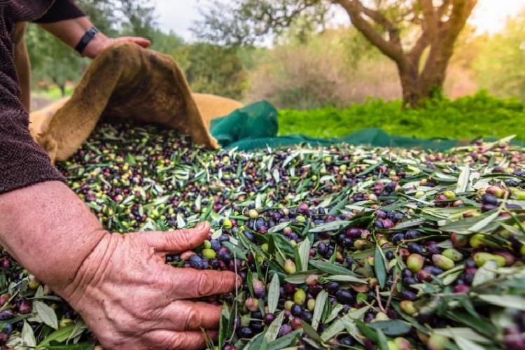 egeli ihracatçılar zeytinyağı ihracatında 20 cent fon kaldırılmalı