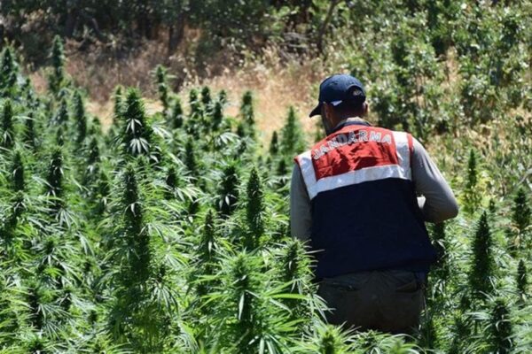 Ekipler Uyuşturucu Tacirlerine Göz Açtırmıyor: 745 Bin 250 Kök…