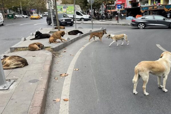Esenyurt’ta Başıboş Köpekler Nedeniyle Mahalle Sakinleri Tedirgin