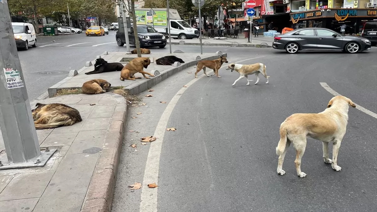 esenyurtta başıboş köpekler nedeniyle mahalle sakinleri tedirgin