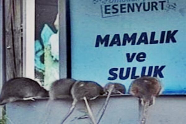 Esenyurt’ta Sokaklar Fare İstilasına Uğradı: Devasa Fareler Bölgede Endişe Yaratıyor