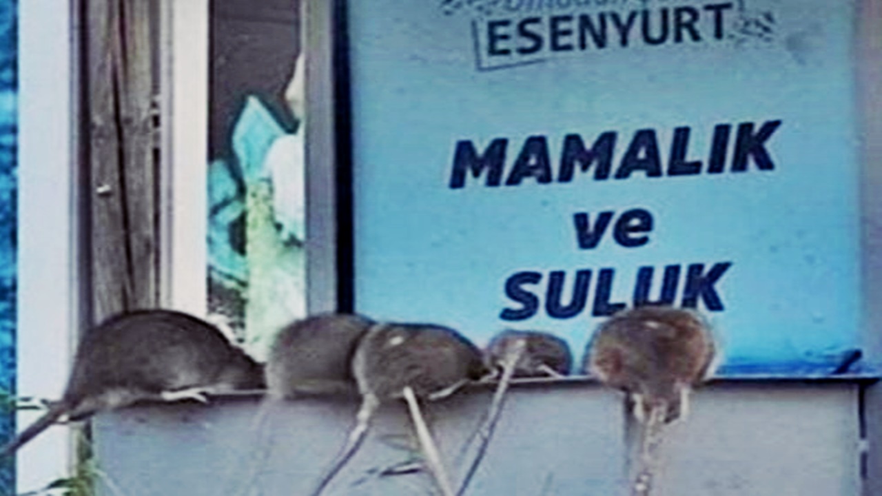 esenyurtta sokaklar fare İstilasına uğradı devasa fareler bölgede endişe yaratıyor