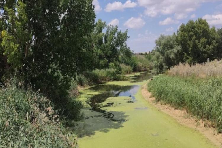 eskişehir porsuk Çayı yosun tuttu