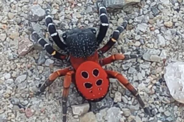Eskişehir ve Aydın’da Zehirli Uğur Böceği Paniği!