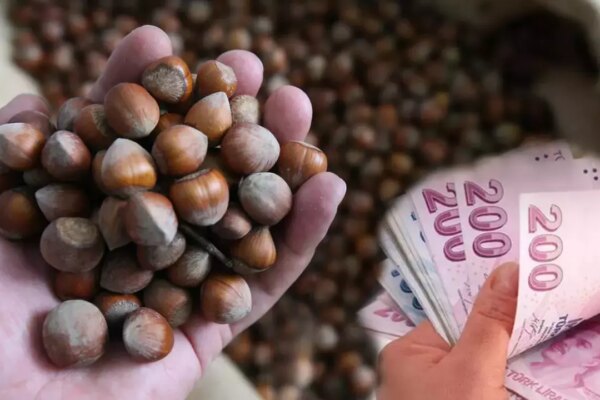 Fındık Alım Fiyatlarında Gelgitler Yaşanıyor! Güncel TMO ve Serbest Piyasada Fındık Fiyatları