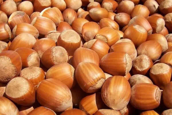 Fındık Fiyatları 5 Ekim 2023! Perşembe Günlük Fındık Fiyatı Ne Kadar?