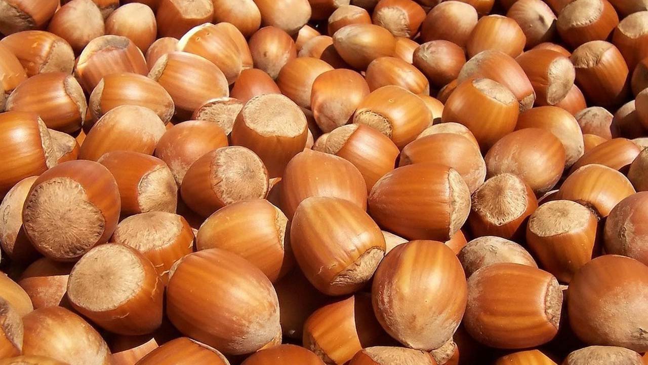 fındık fiyatları 5 ekim 2023 perşembe günlük fındık fiyatı ne kadar
