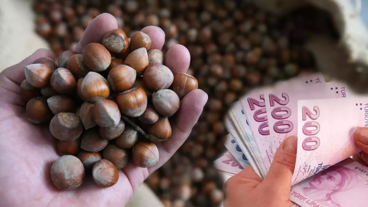 fındık piyasası karıştı giresun ziraat odası başkanından Şok İddialar geldi
