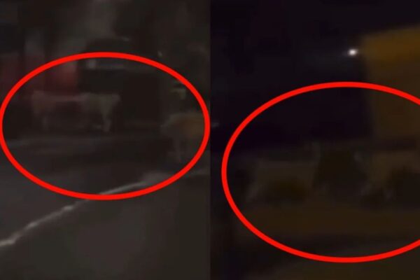 Fransa’da Şiddet Arttı! Hayvanat Bahçesinden Aslanlar Şehirde Geziyor