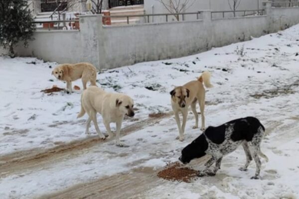 Gelibolu’da Belediye Ekipleri Sahipsiz Hayvanları Besledi
