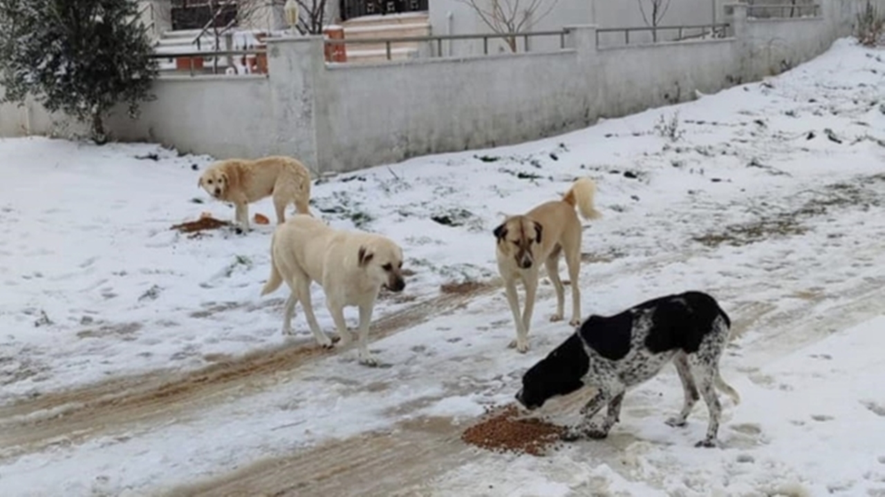 geliboluda belediye ekipleri sahipsiz hayvanları besledi