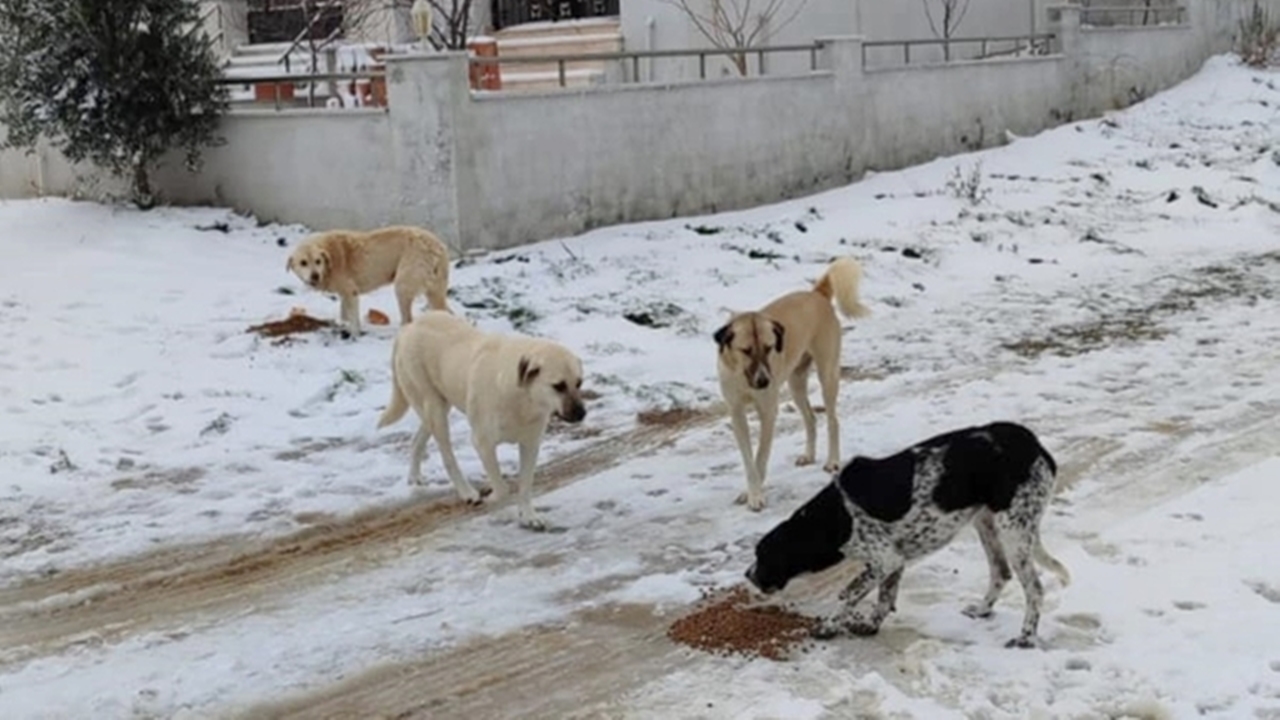 Gelibolu’da Belediye Ekipleri Sahipsiz Hayvanları Besledi