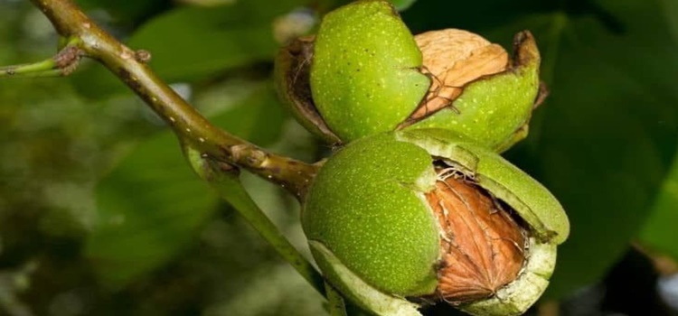 hasat-basladi2.jpg