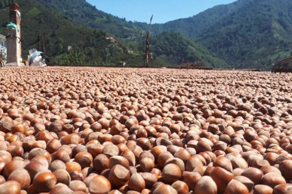 Giresun Kalite Fındığının Kilosu O Tarihte 150 Lirayı Bulacak
