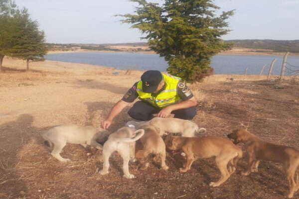 Gölet Kenarında Bulunan Yavru Köpekler Jandarma Korumasına Alındı