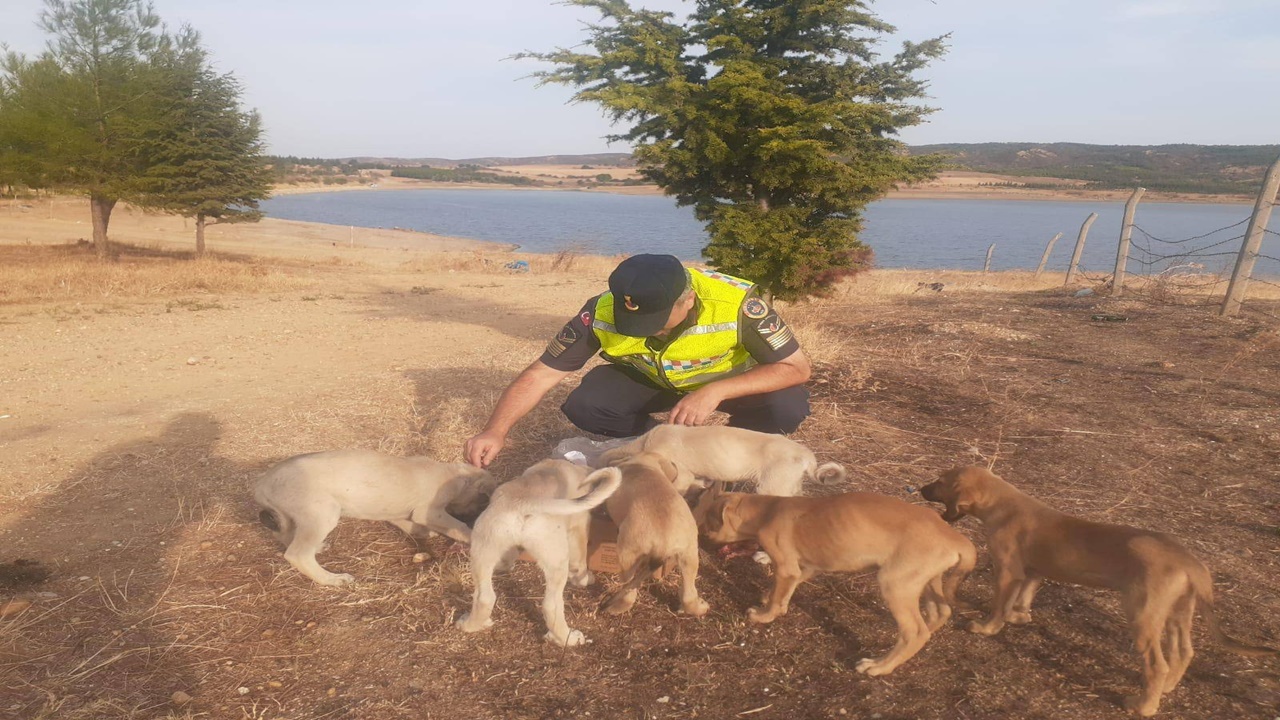 gölet kenarında bulunan yavru köpekler jandarma korumasına alındı