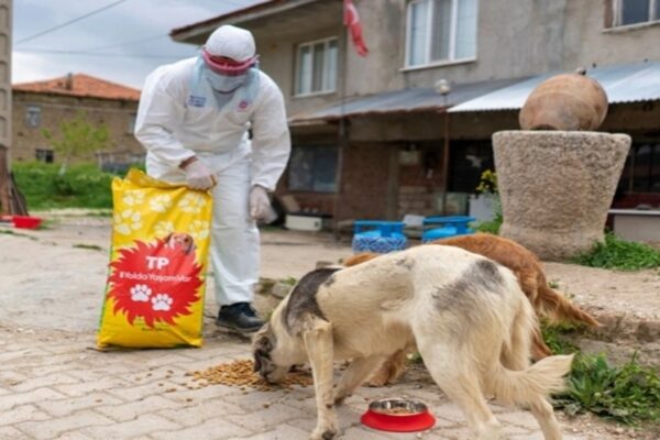 Gratis 4 Ekim’de Sokak Hayvanlarına Mama Dağıtıyor!