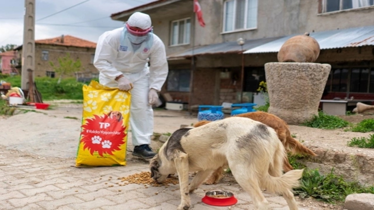 gratis 4 ekimde sokak hayvanlarına mama dağıtıyor