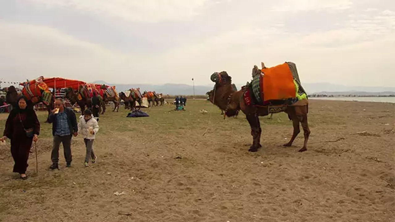 güre sahilindeki arenada develer güreşti