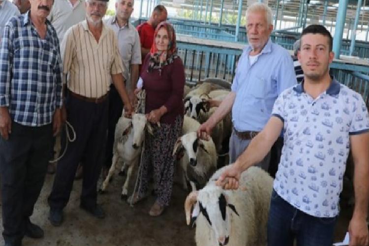 hayvancılığa koç üzere takviye