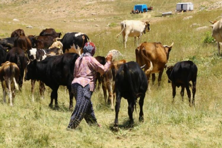 hayvancılıkta bir ilk Çoban haritası çıkartılıyor