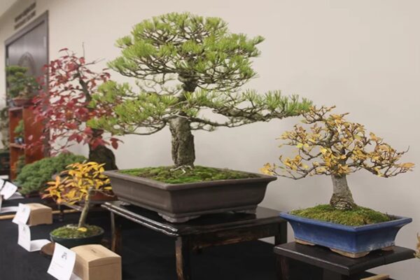 İlk “Bonsai Müzesi” Yalova’da Kuruluyor
