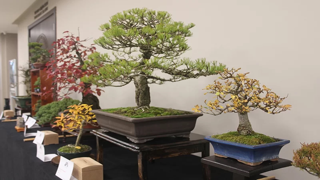İlk bonsai müzesi yalovada kuruluyor