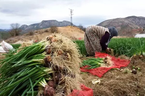 İnhisar’da Yeşil Soğan Üretimi: Kadınlar Tarladan Marketlere Ulaşan Süreçte Çalışıyor