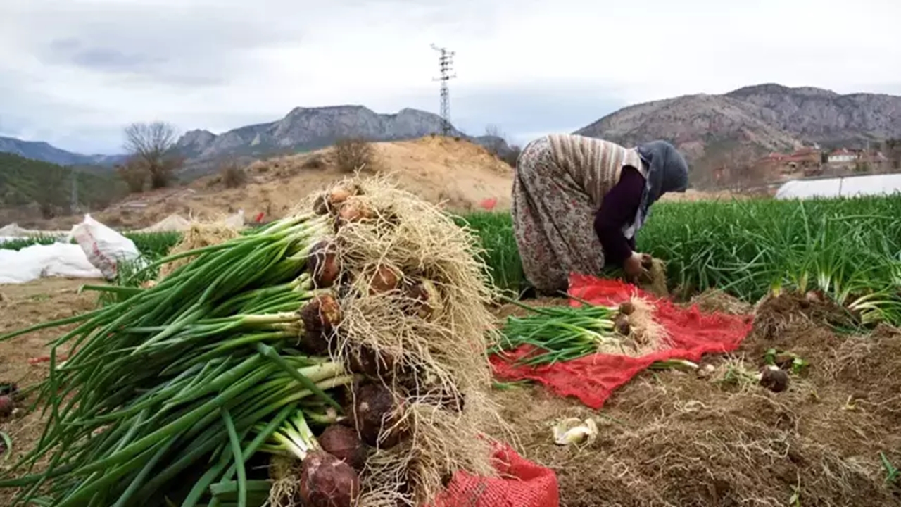 İnhisarda yeşil soğan Üretimi kadınlar tarladan marketlere ulaşan süreçte Çalışıyor