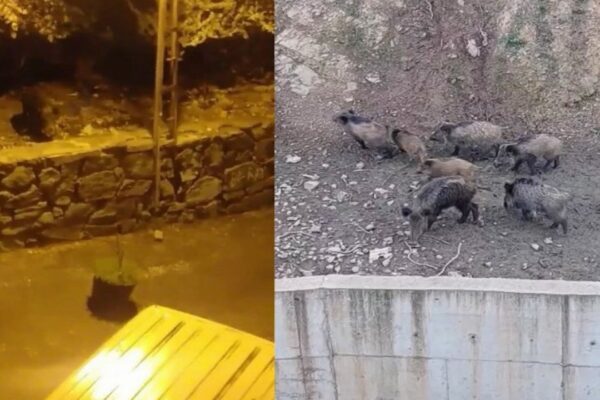 İstanbul’da İlçe Merkezine İnen Domuzlar Görüntülendi