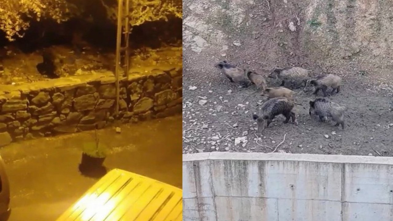 İstanbulda İlçe merkezine İnen domuzlar görüntülendi