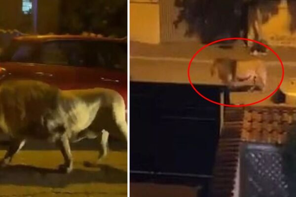 İtalya Sokaklarında Başıboş Gezen Aslan Görüntülendi