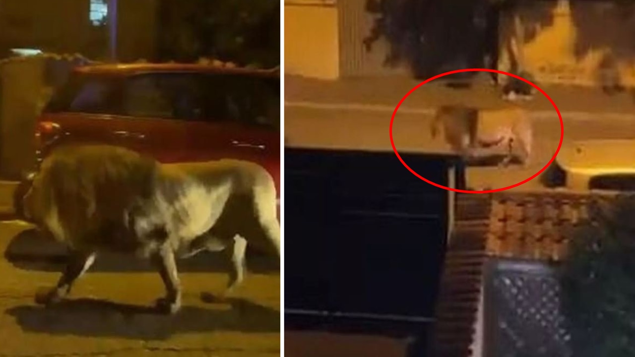 İtalya sokaklarında başıboş gezen aslan görüntülendi