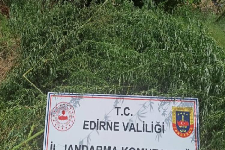 jandarmadan kenevir operasyonu