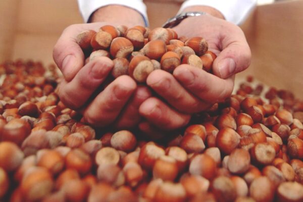 Karadeniz Bölgesi Fındık İhracatı İle Parlıyor