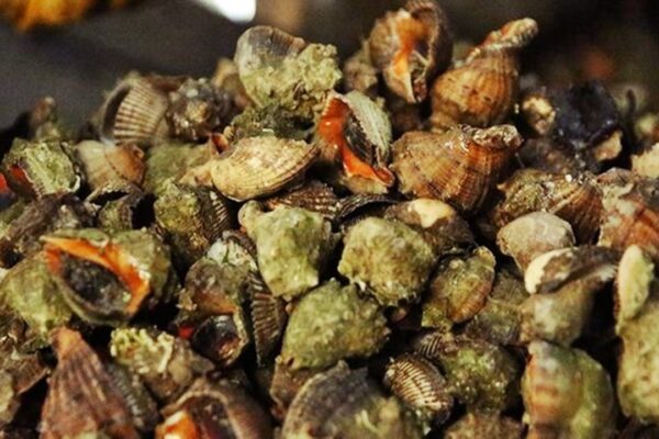 Karadeniz Salyangozları Avrupa ve Uzak Doğu’ya İhraç Ediliyor