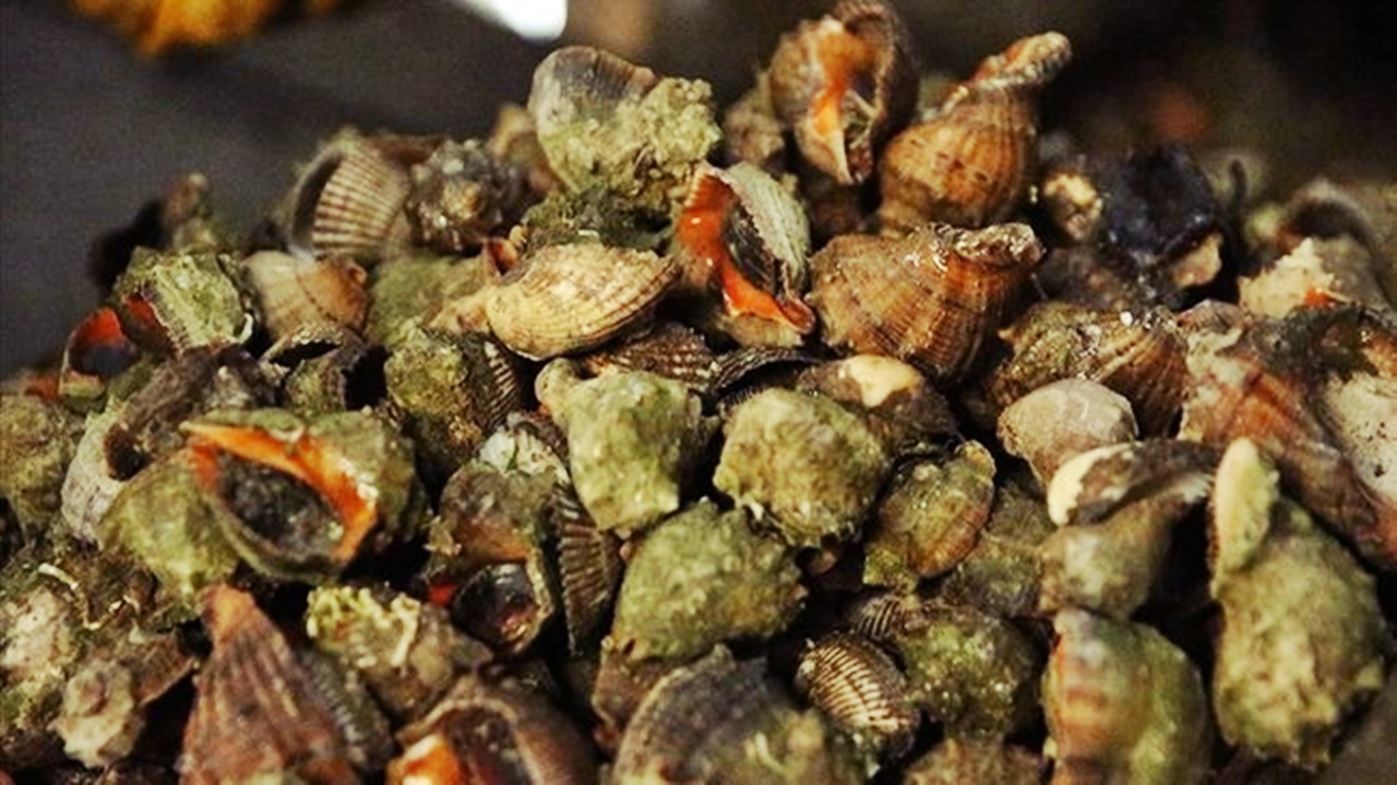 karadeniz salyangozları avrupa ve uzak doğuya İhraç ediliyor
