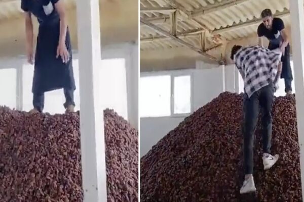 Kayısıların Ayakkabılarla Ezildiği Skandal Görüntüler Sosyal Medyayı Salladı