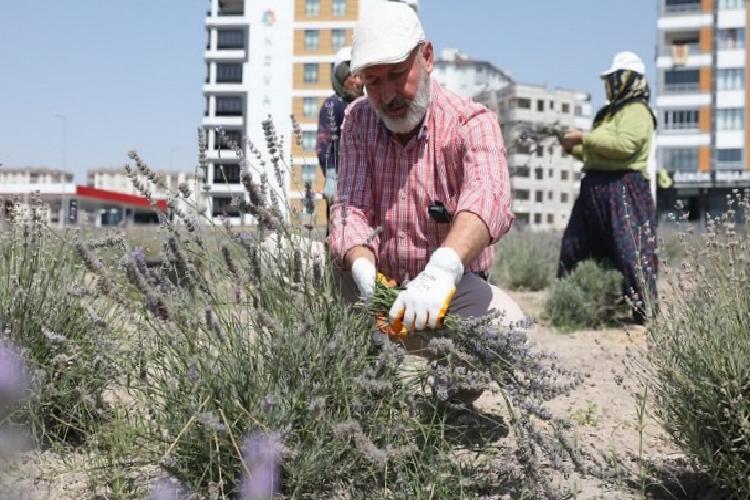 kayseri kocasinanda lavanta hasadı başladı