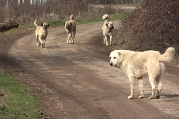 Kendisini Kovalayan Köpeklerden Kaçan Çocuk Yaralandı