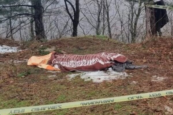 Kestiği Ağacın Altında Kalarak Öldü