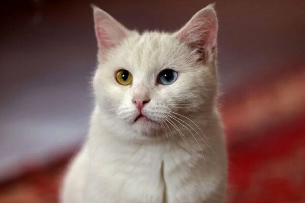 Kıbrıs’ta Ölümcül Kedi Virüsü! Tüm Kedi Sahipleri Tetikte